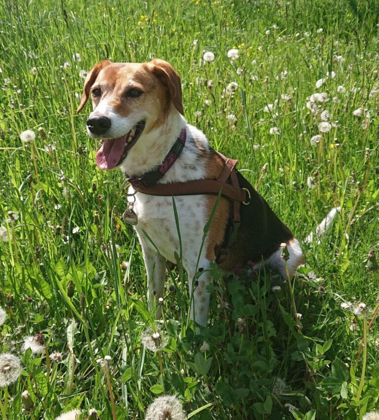 Süßer Hund sitzt auf Blumenwiese.